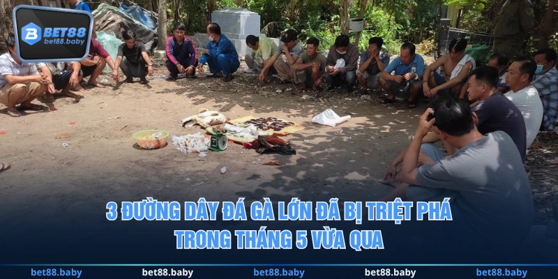 3 đường dây đá gà lớn đã bị triệt phá trong tháng 5 vừa qua