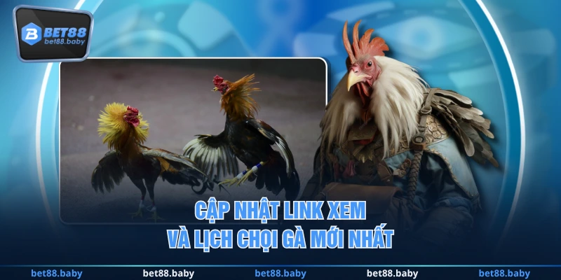 Cập nhật link xem và lịch chọi gà mới nhất