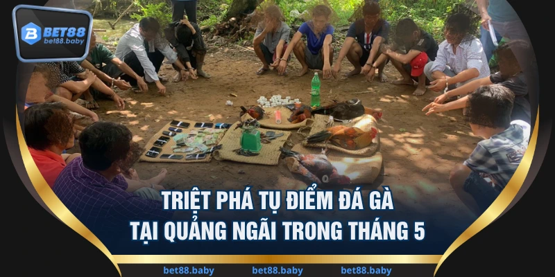 Triệt Phá Tụ Điểm Đá Gà Tại Quảng Ngãi Trong Tháng 5